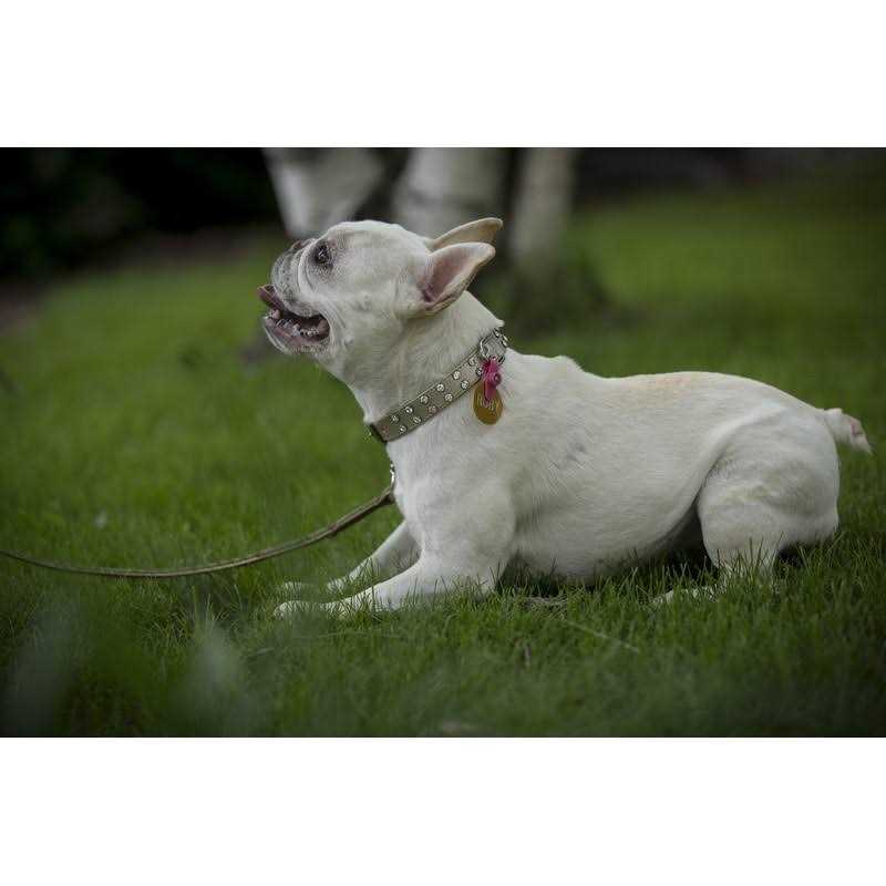 FreezeTag Dog Tag Silencer and Connector - Nail Gallerys