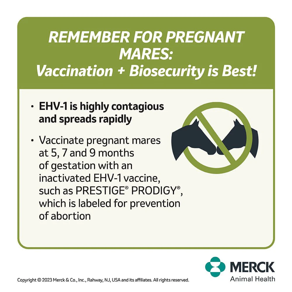 Prestige Prodigy - Nail Gallerys