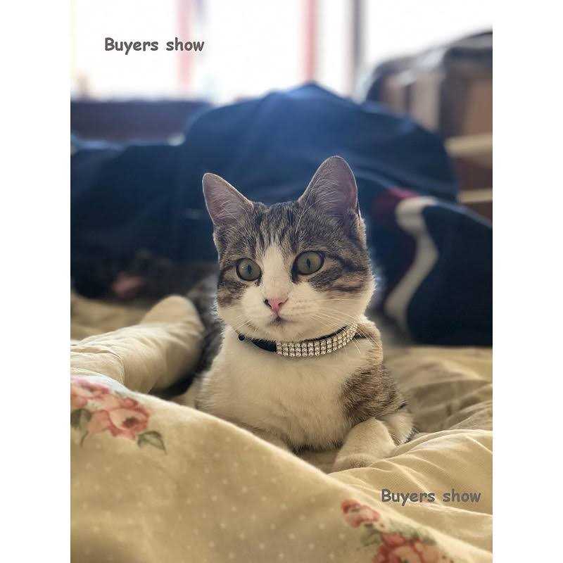 CHUKCHI Soft Velvet Safe Cat Adjustable Collar Bling Diamante With Bells,11 inch for Small Dogs and Cats - Nail Gallerys