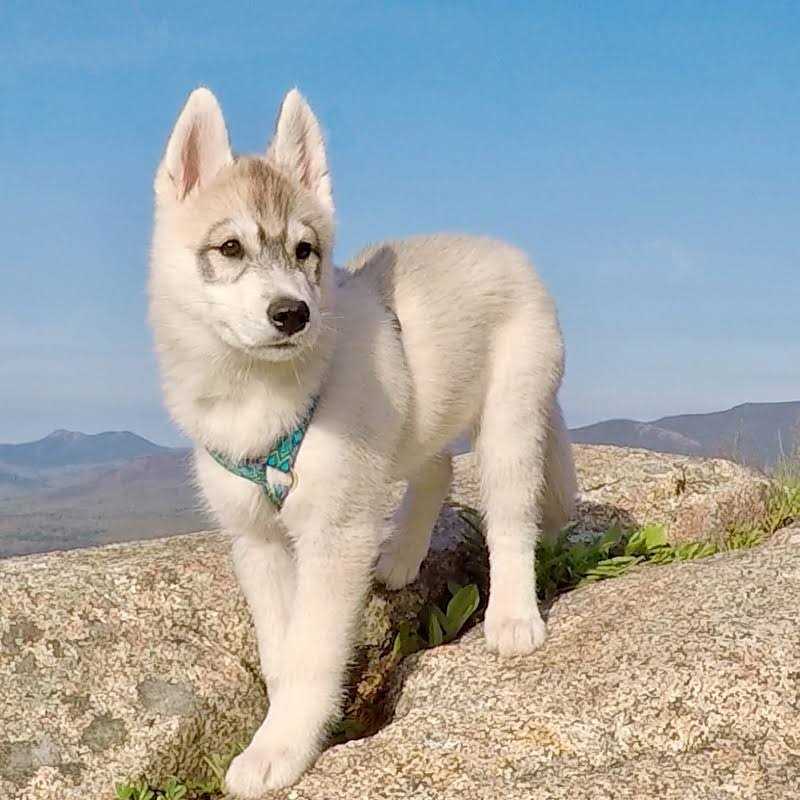 LupinePet Dog Roman Harness - Nail Gallerys