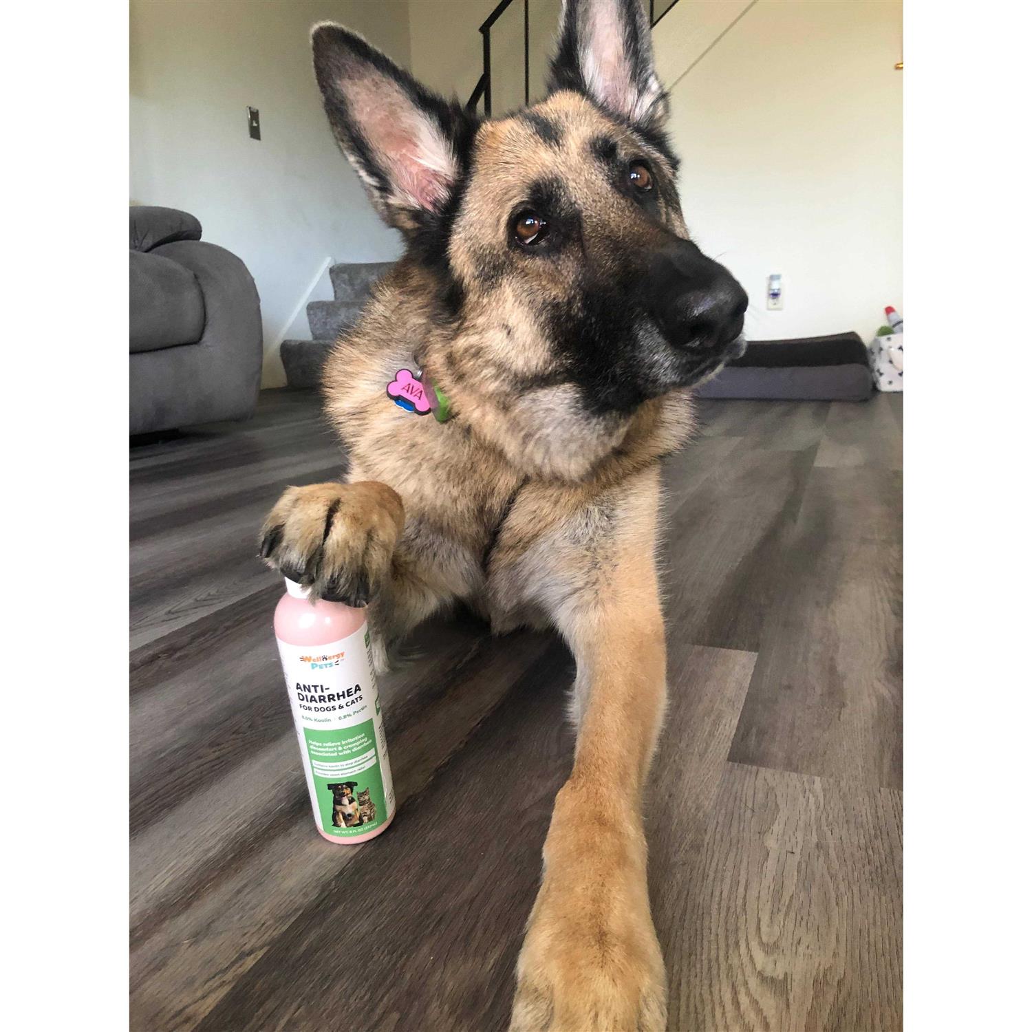 Wellnergy Pets Anti-Diarrhea for Dogs & Cats - Nail Gallerys