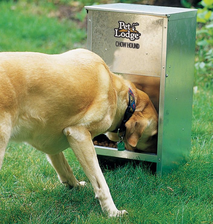 Chow Hound Pet Feeder - Nail Gallerys