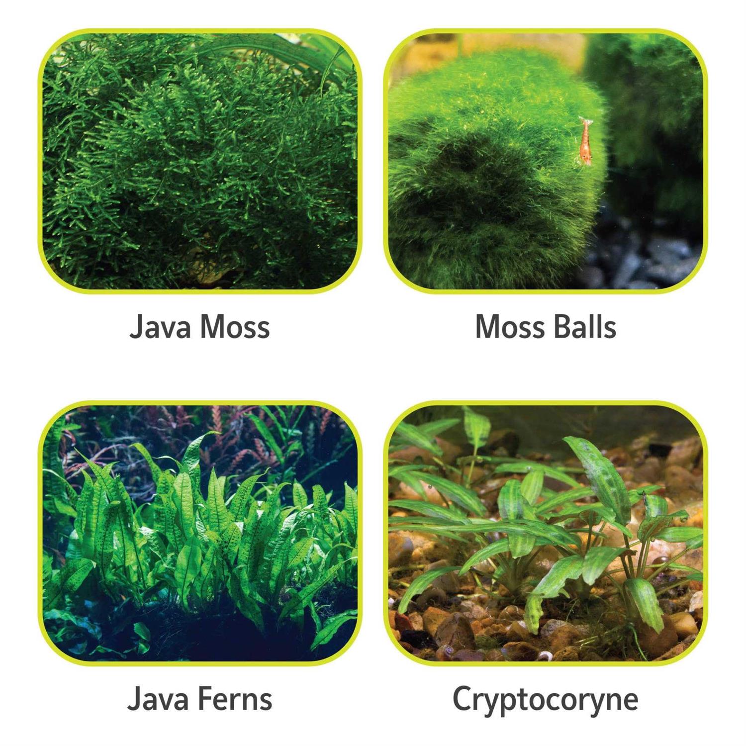 Aqueon Plant & Shrimp Aquarium Substrate - Nail Gallerys