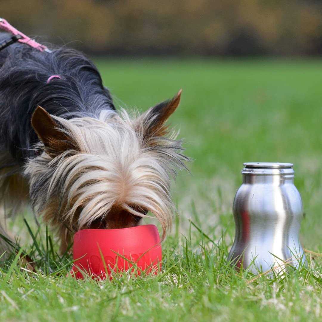 Kong H2O Stainless Steel Dog Water Bottle - Nail Gallerys