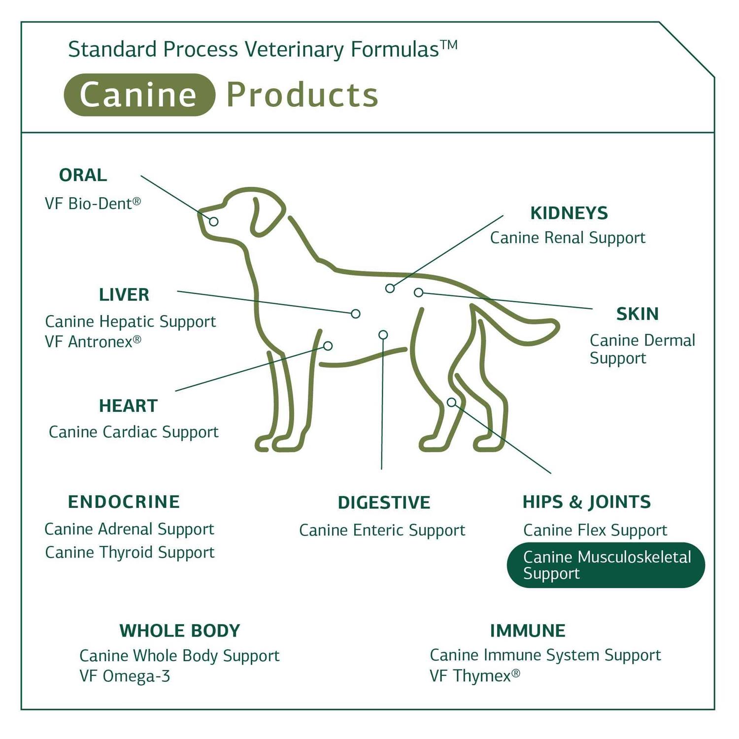 Canine Musculoskeletal Support Standard Process - Nail Gallerys