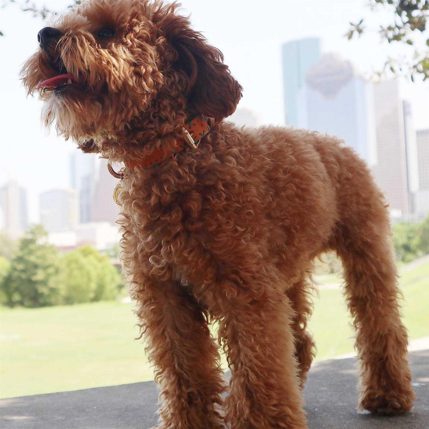 Scotch & Co Handcrafted Standard Dog Collar - Nail Gallerys