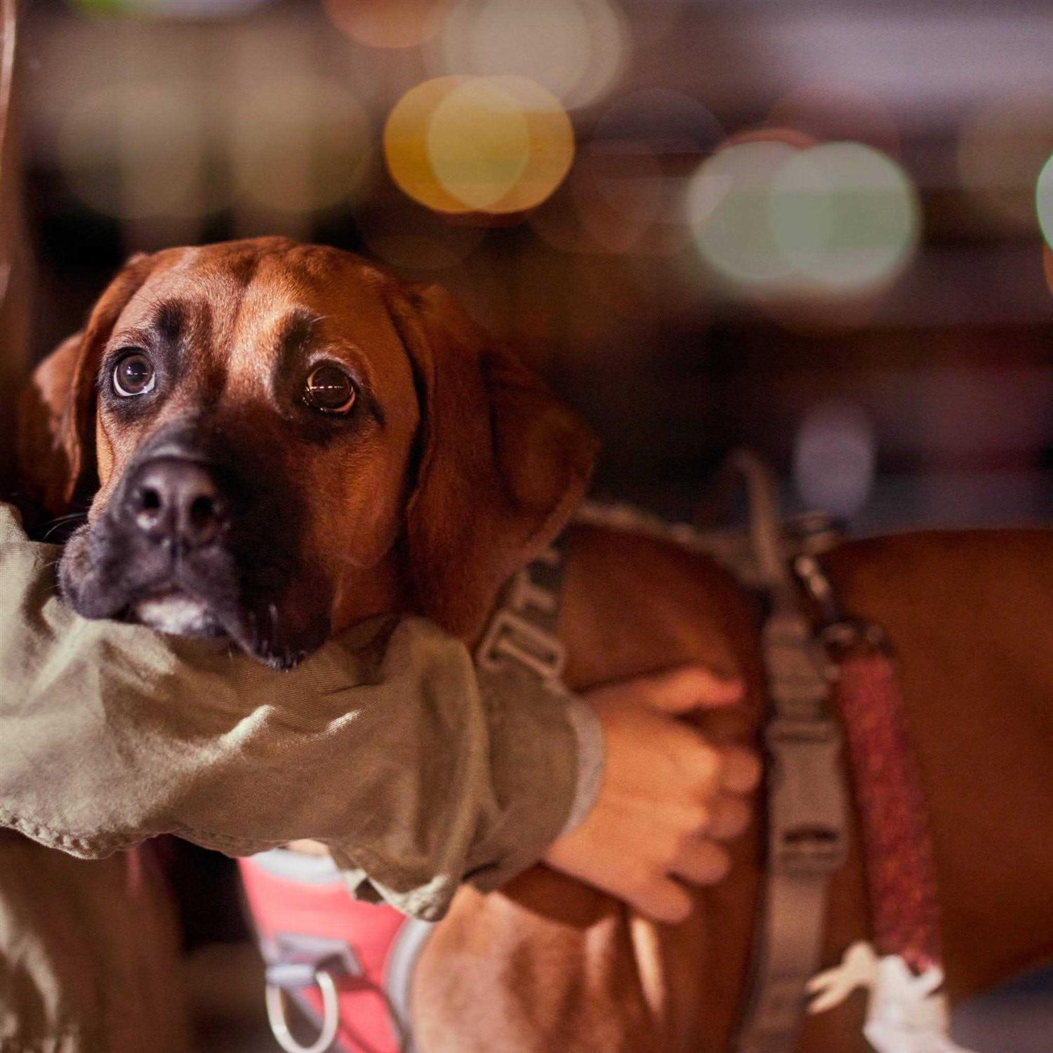 Hurtta Venture No-Pull Dog Harness - Nail Gallerys