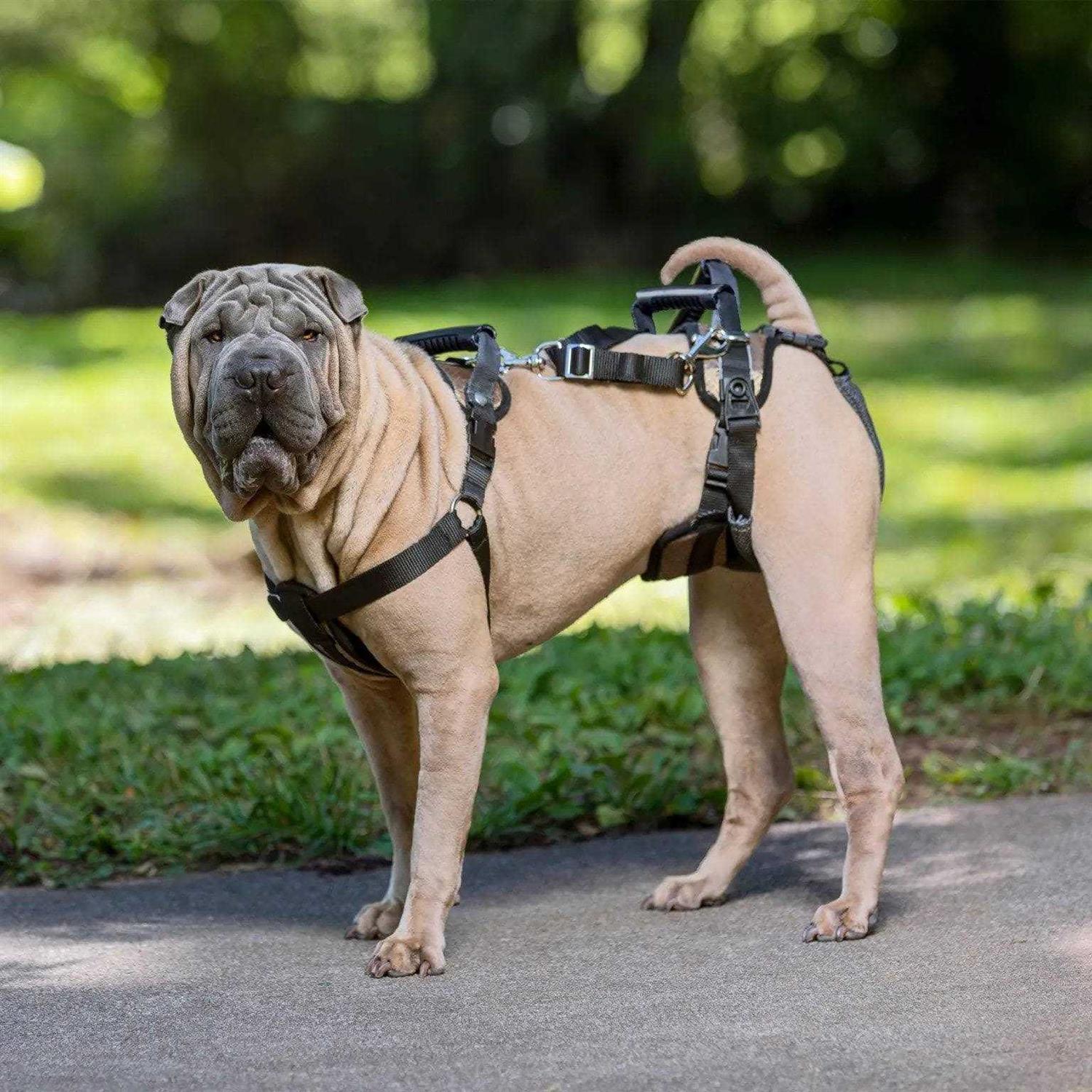 PetSafe CareLift Dog Rear Harness - Nail Gallerys