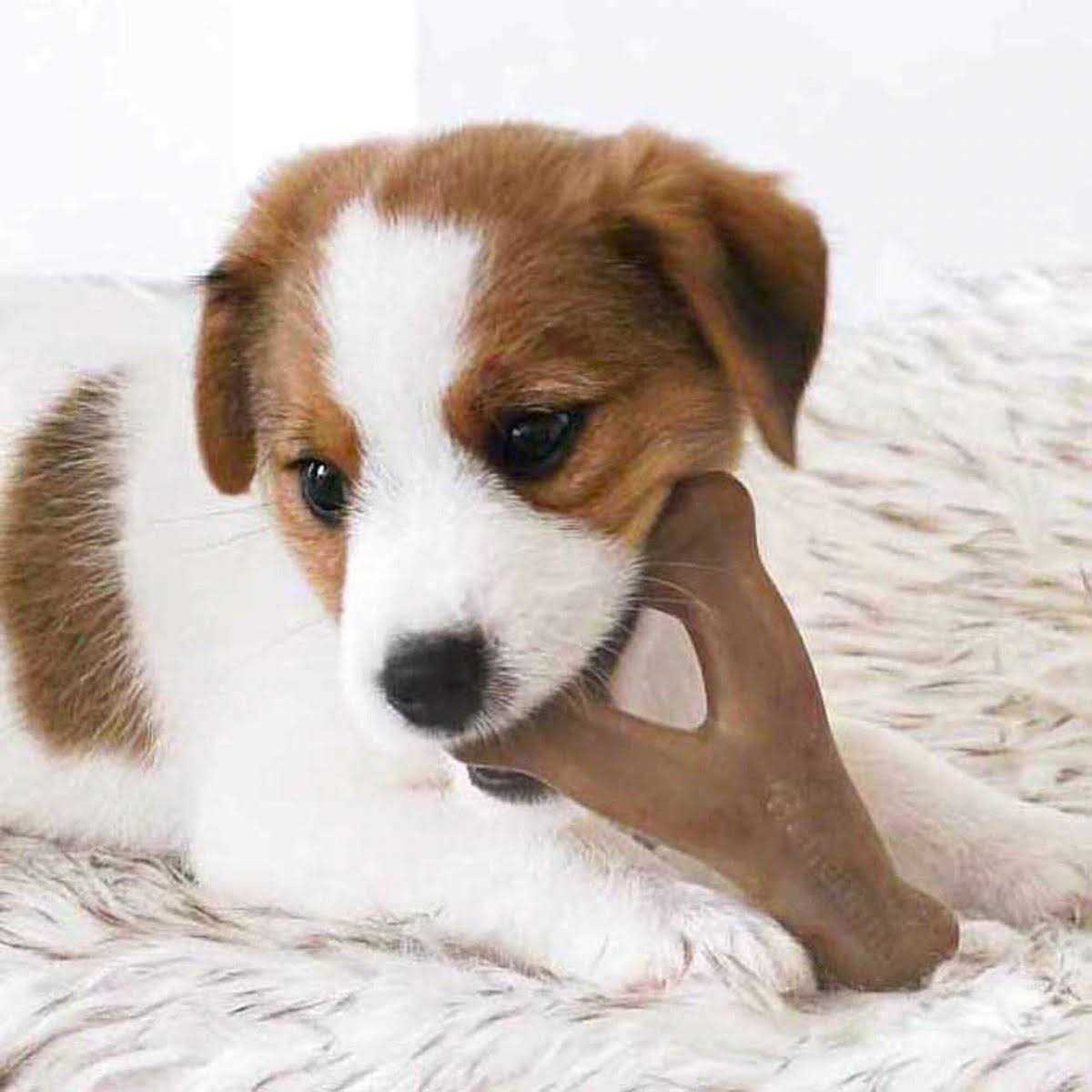 Benebone Dog Chew - Nail Gallerys