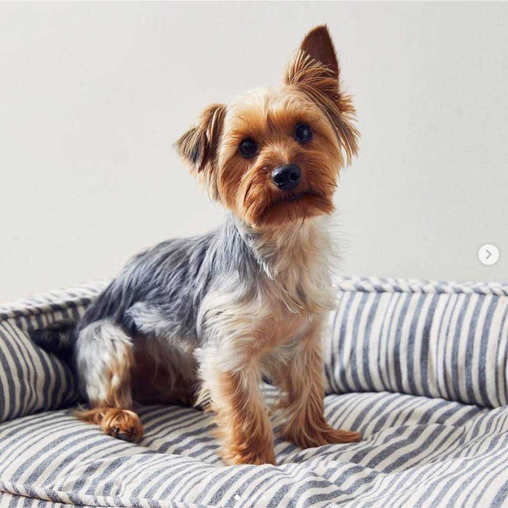 Harry Barker Stripe Lounger - Nail Gallerys