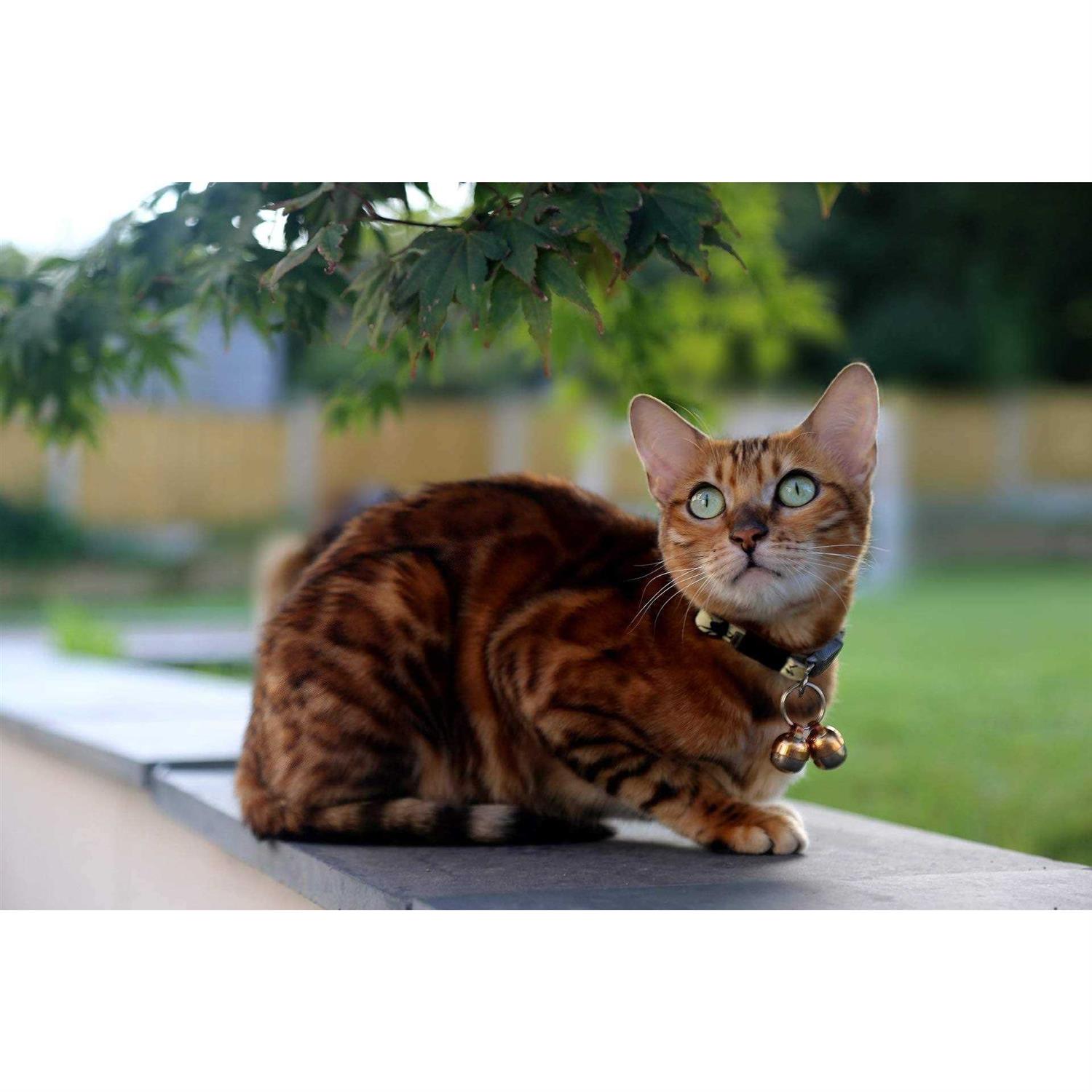 Beau’s Bells 2 Extra Loud Cat & Dog Bells - Nail Gallerys