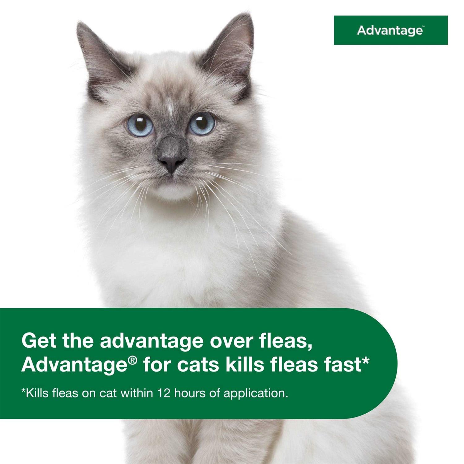 Advantage Topical Flea Prevention for Small Cats - Nail Gallerys