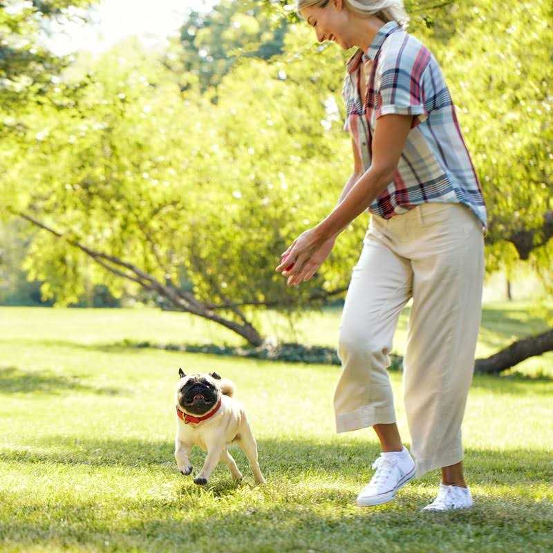 Milk Bone Dog Treats Gnaw Bones - Nail Gallerys