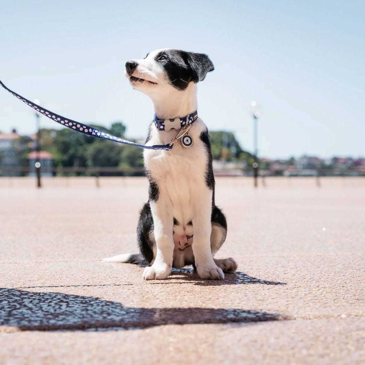 Red Dingo Enamel Pet ID Tag Evil Eye - Nail Gallerys