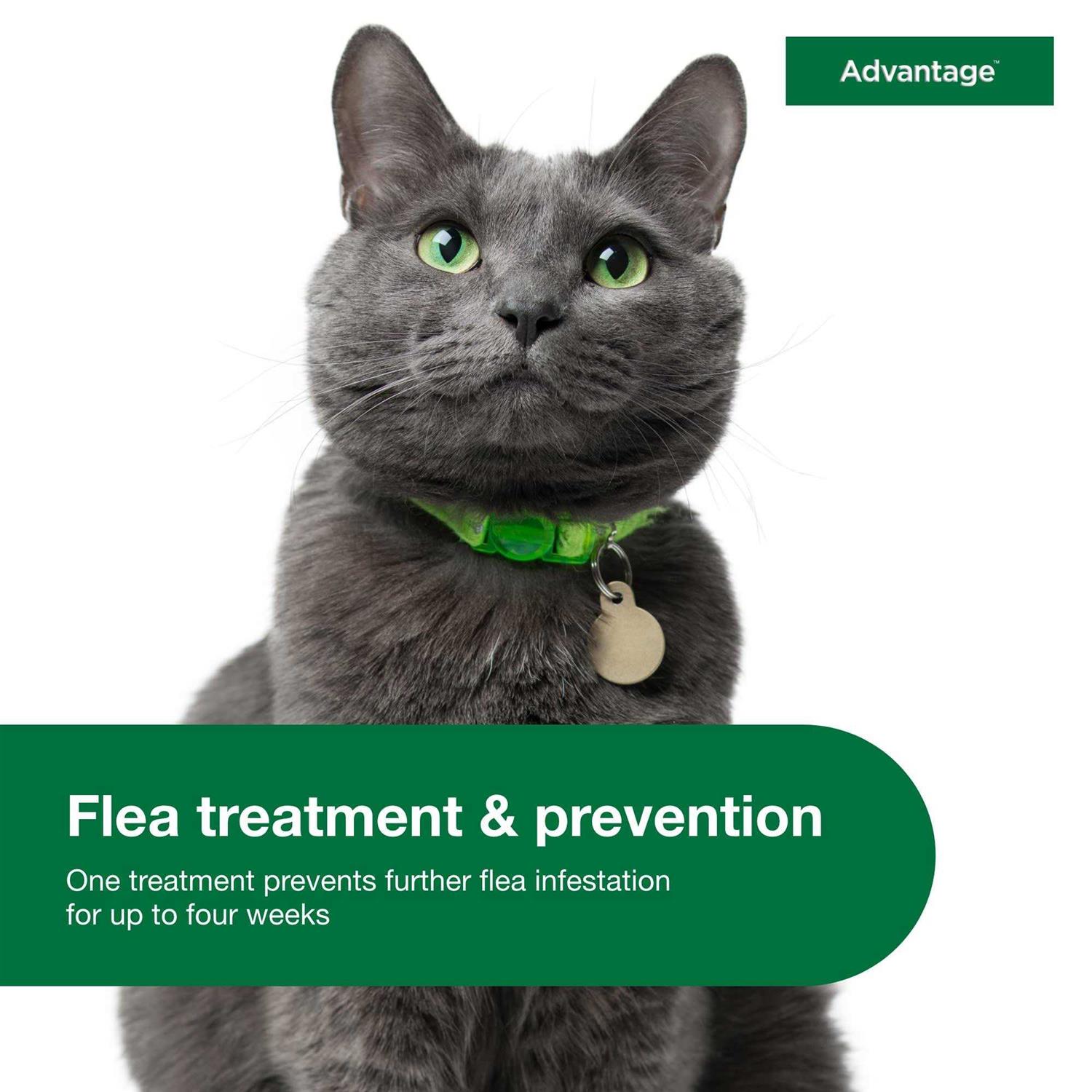 Advantage Topical Flea Prevention for Large Cats - Nail Gallerys