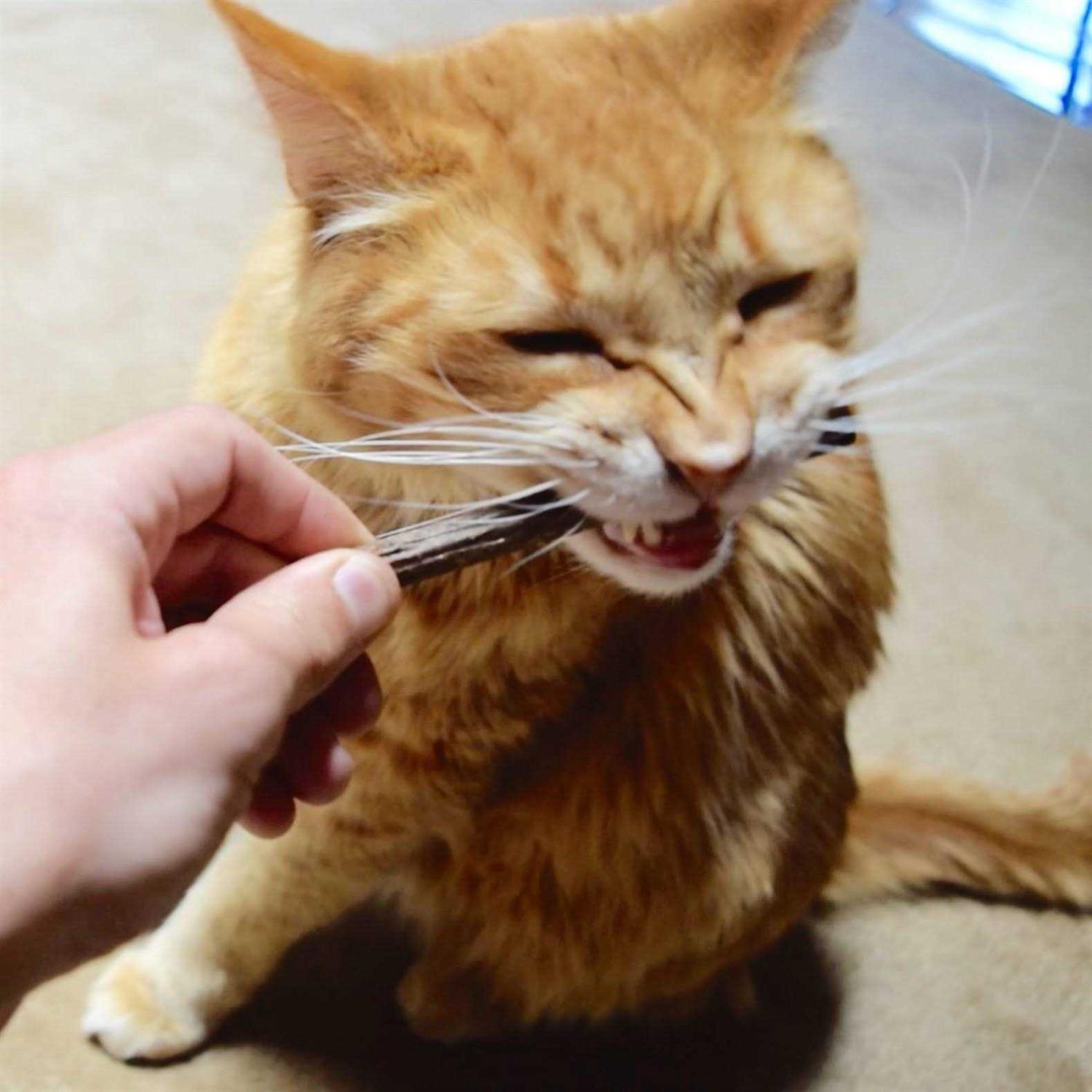 CatTwig Silver Vine Stick Cat Chew Toy - Nail Gallerys