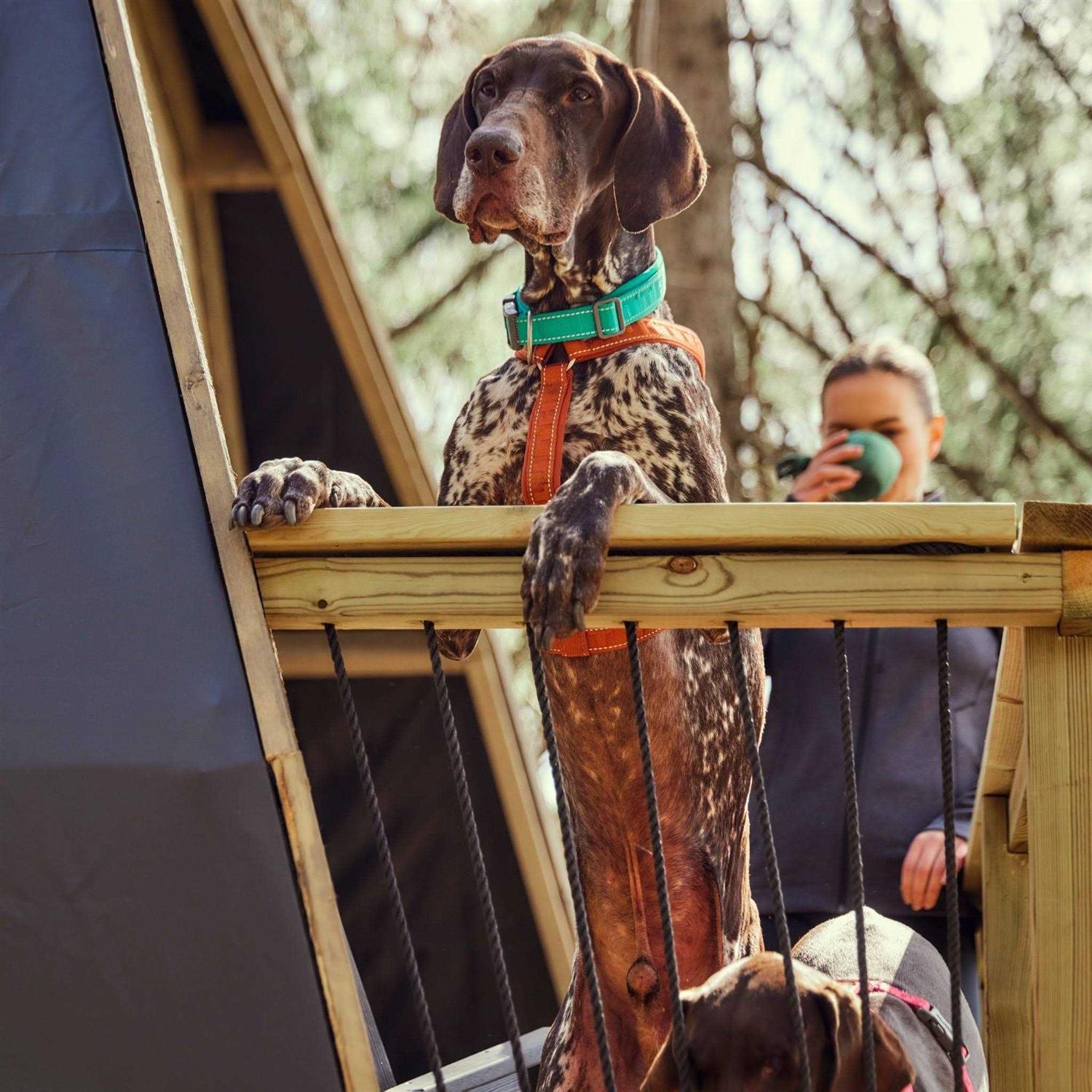 Hurtta Casual Dog Y-harness ECO - Nail Gallerys