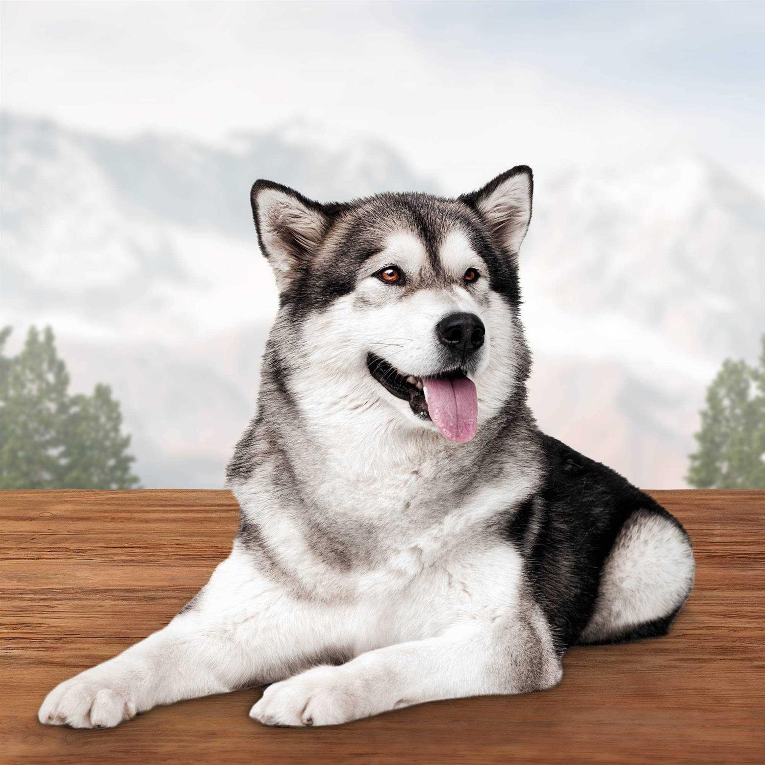 Blue Buffalo Wilderness Wild Bones Dental Dog Treats - Nail Gallerys