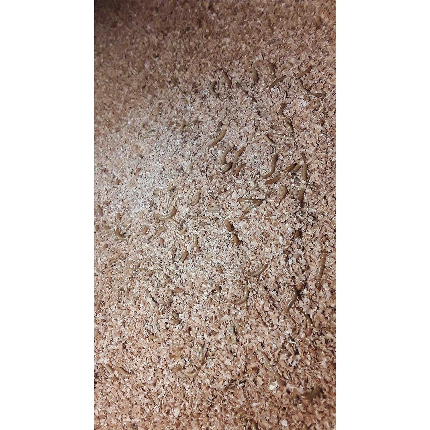 Josh’s Frogs Mealworm and Superworm Bedding - Nail Gallerys