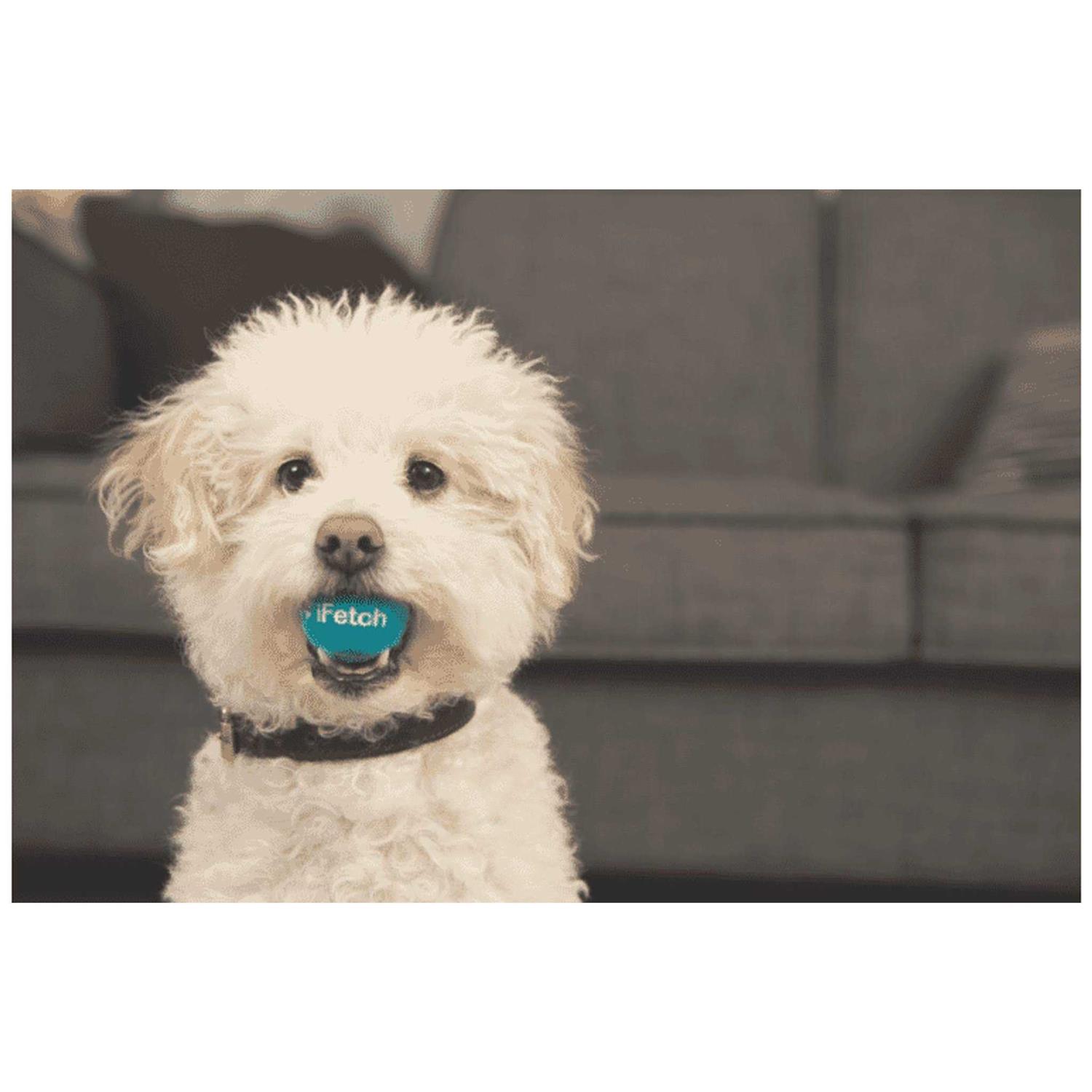 iFetch Interactive Dog Ball Launcher - Nail Gallerys