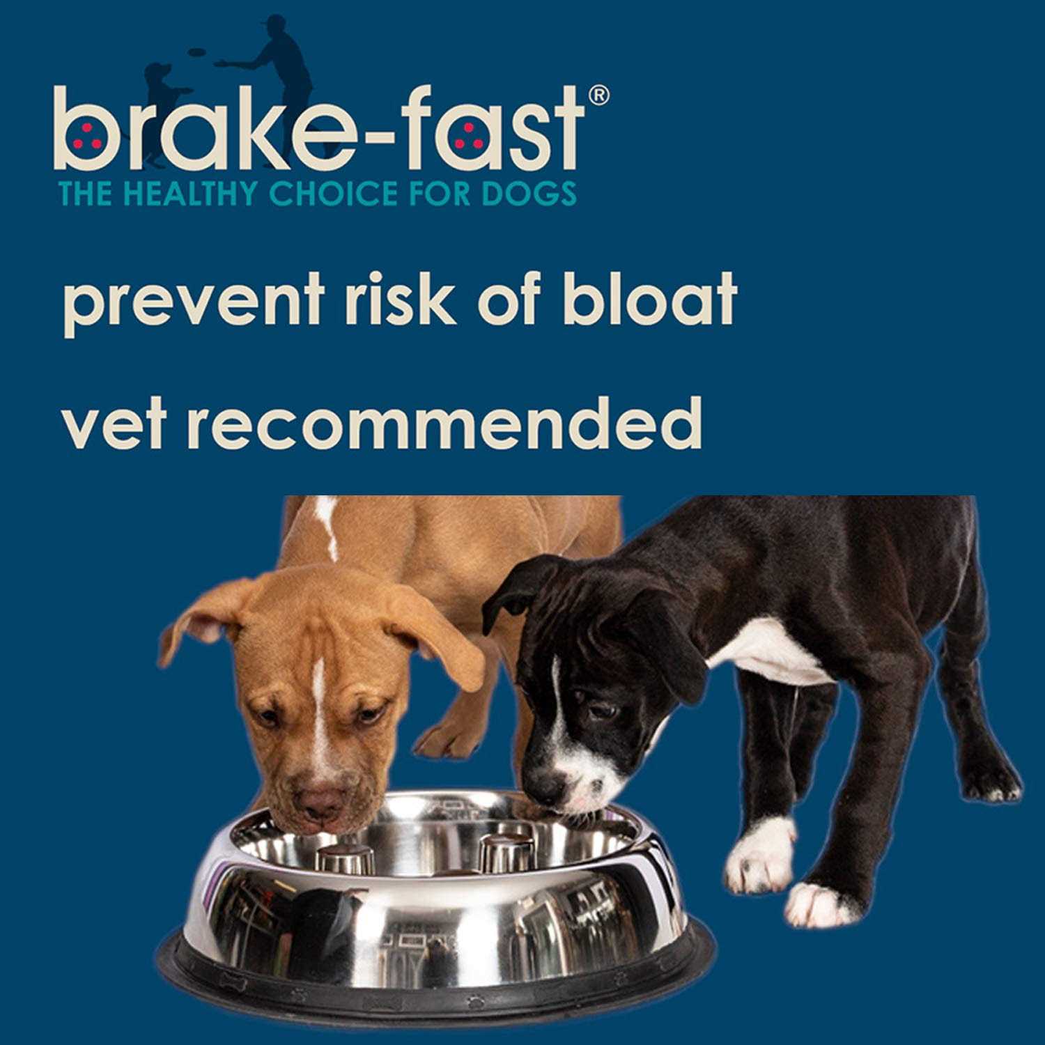 Qt Dog Stainless Steel Brake-Fast Bowl - Nail Gallerys