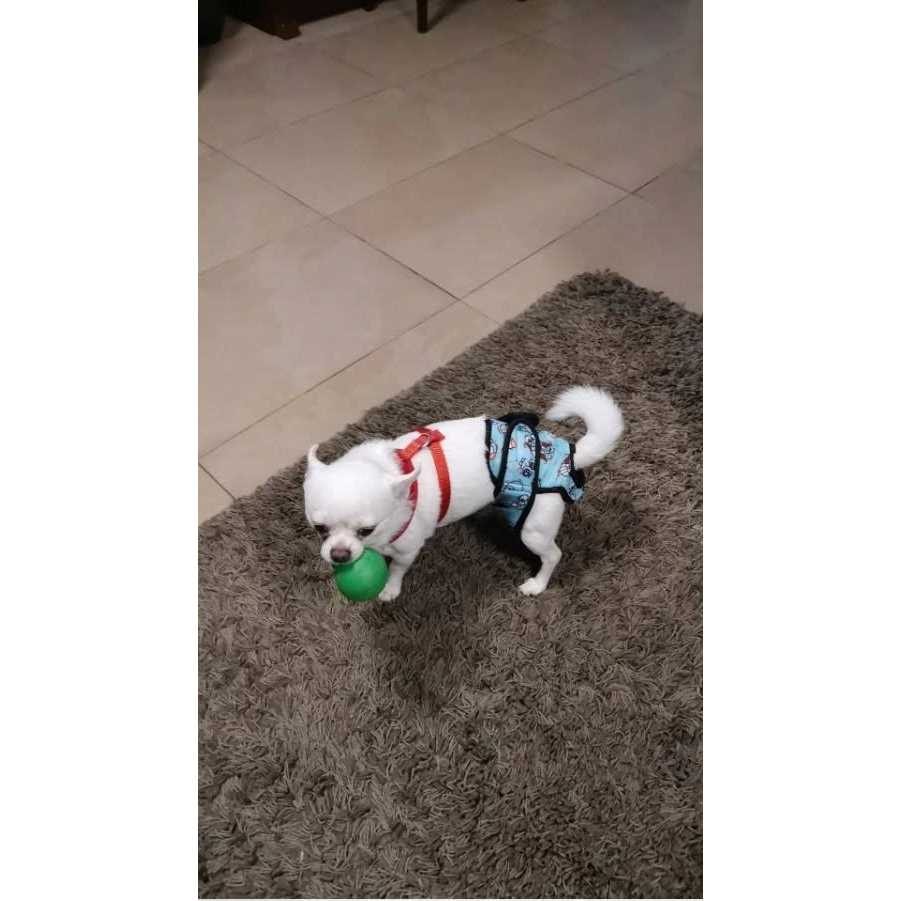 Alfie Pet Washable Female Dog Diaper - Nail Gallerys