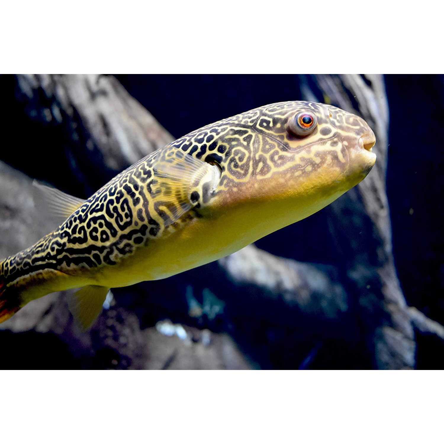 Seachem Malawi Victoria Buffer - Nail Gallerys