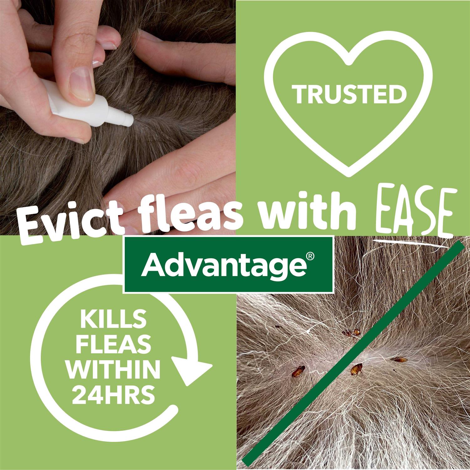 Advantage 40mg Spot-On for Small Cats - Nail Gallerys