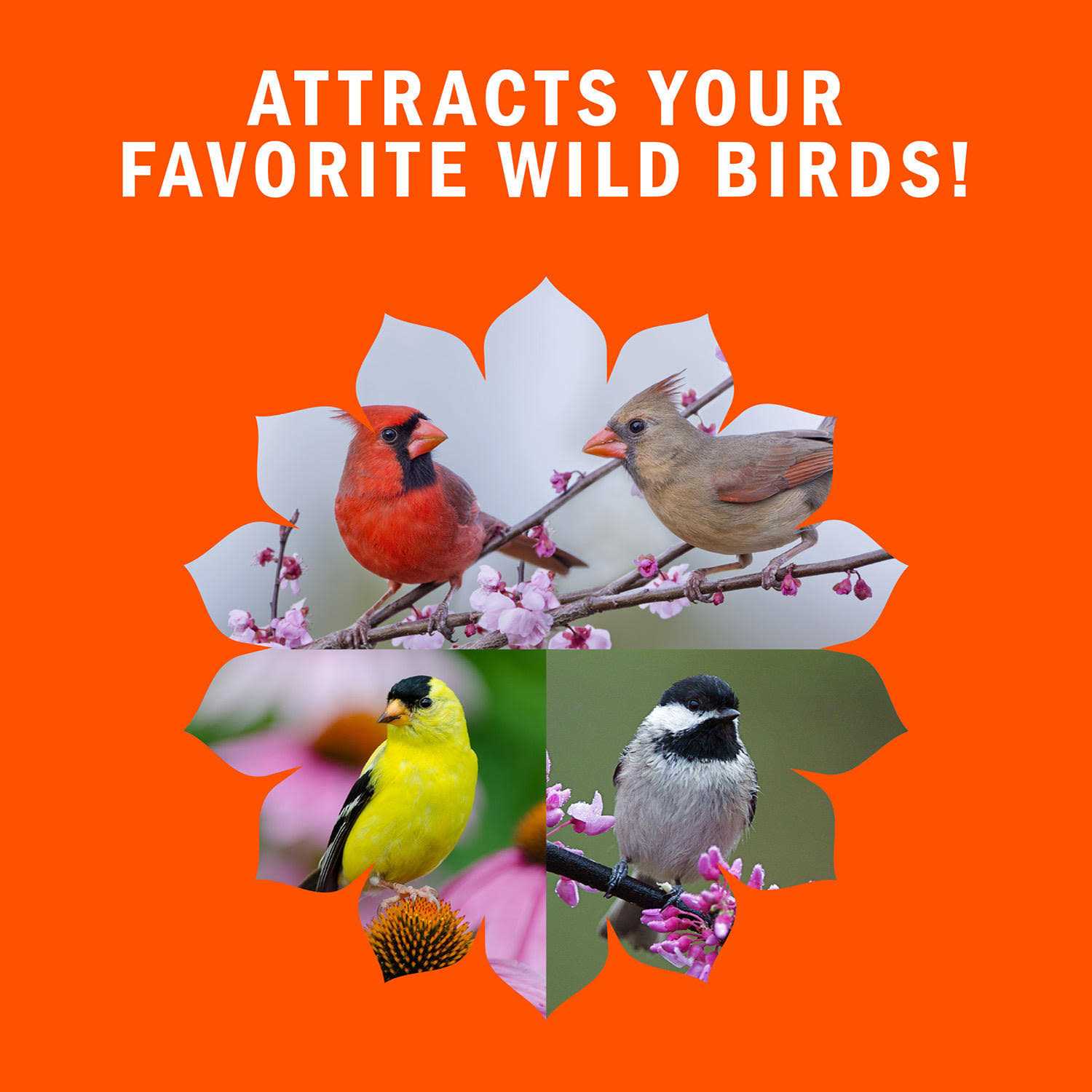 Audubon Park High Energy Blend Wild Bird Food - Nail Gallerys