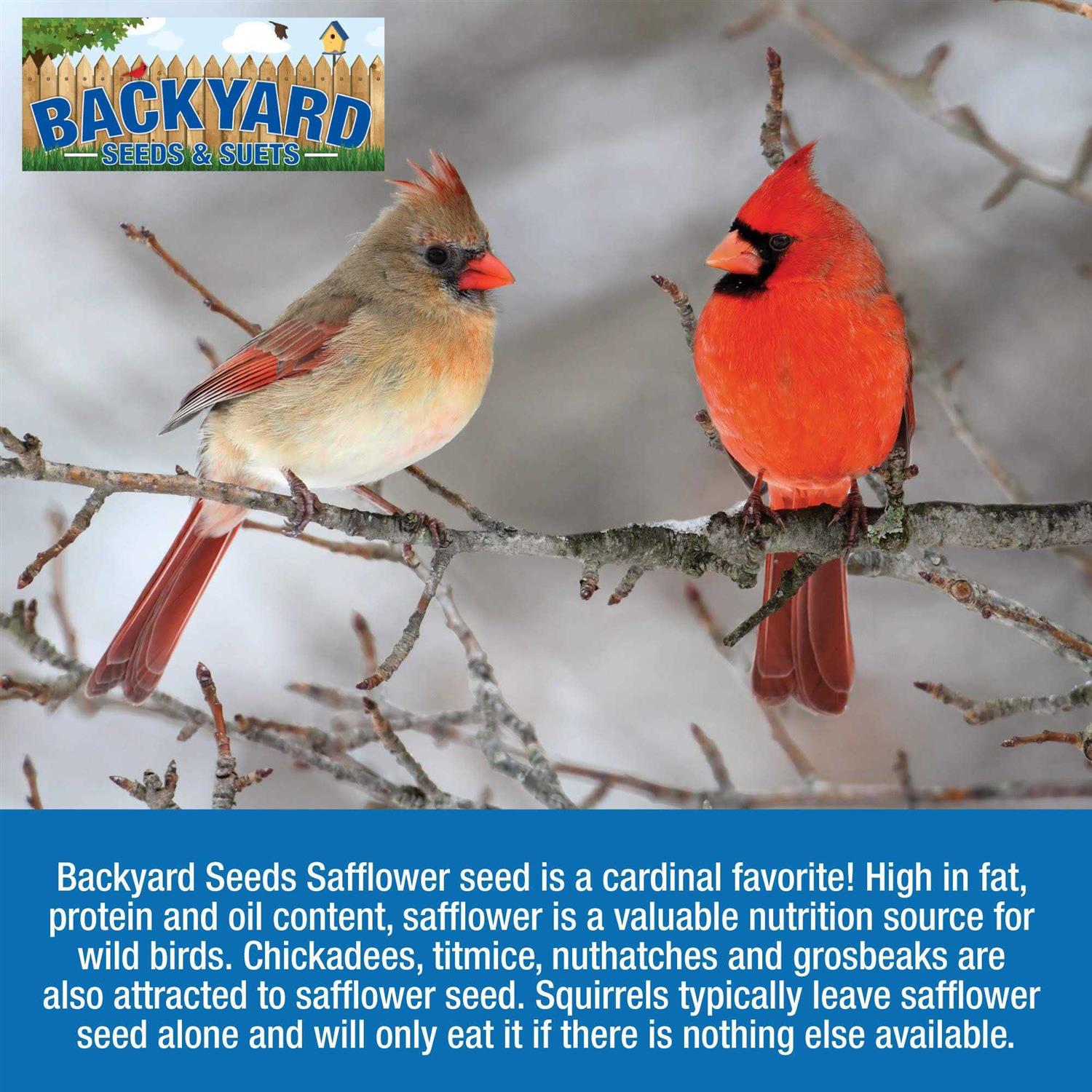 CountryMax Backyard Seeds Safflower Bird Seed for Cardinals - Nail Gallerys