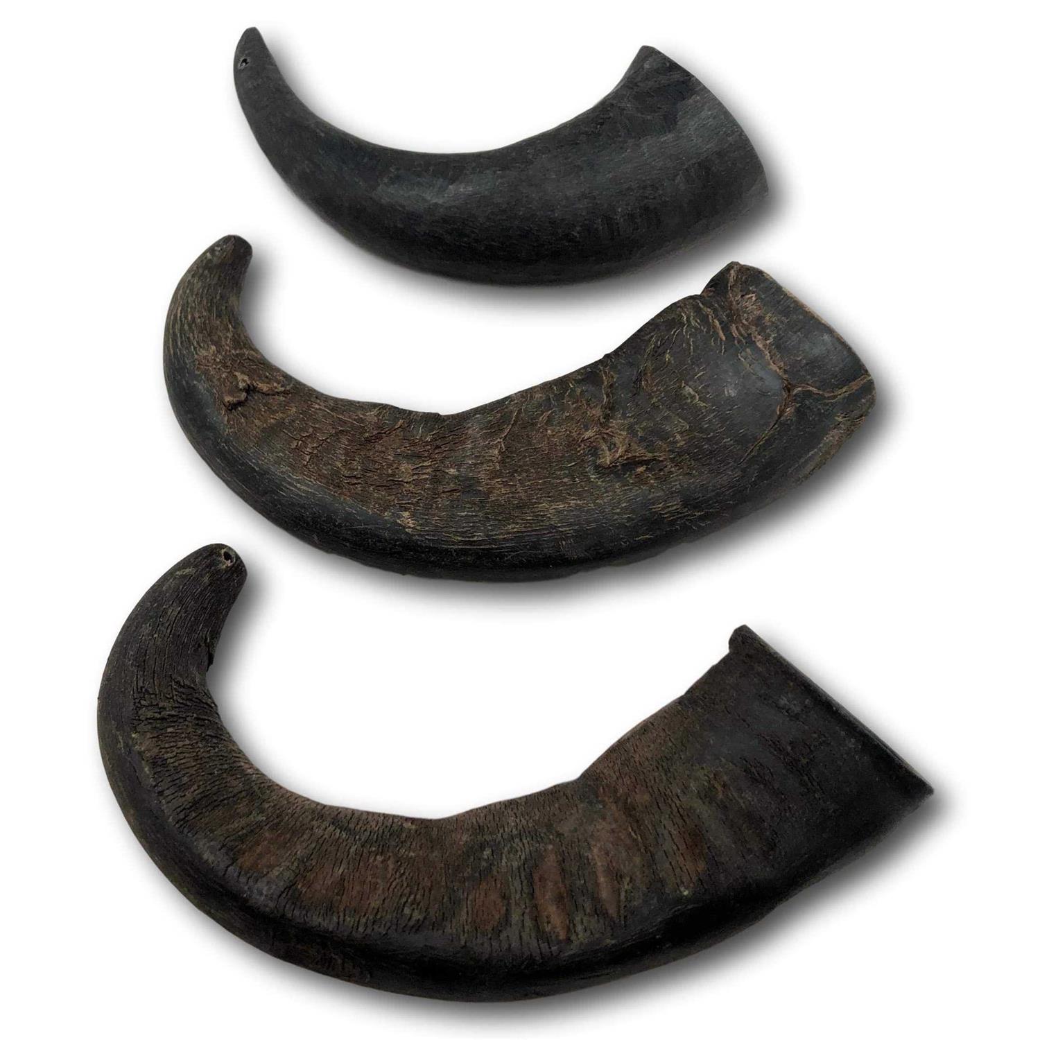 Top Dog Chews Natural Water Buffalo Horns Dog Treats - Nail Gallerys