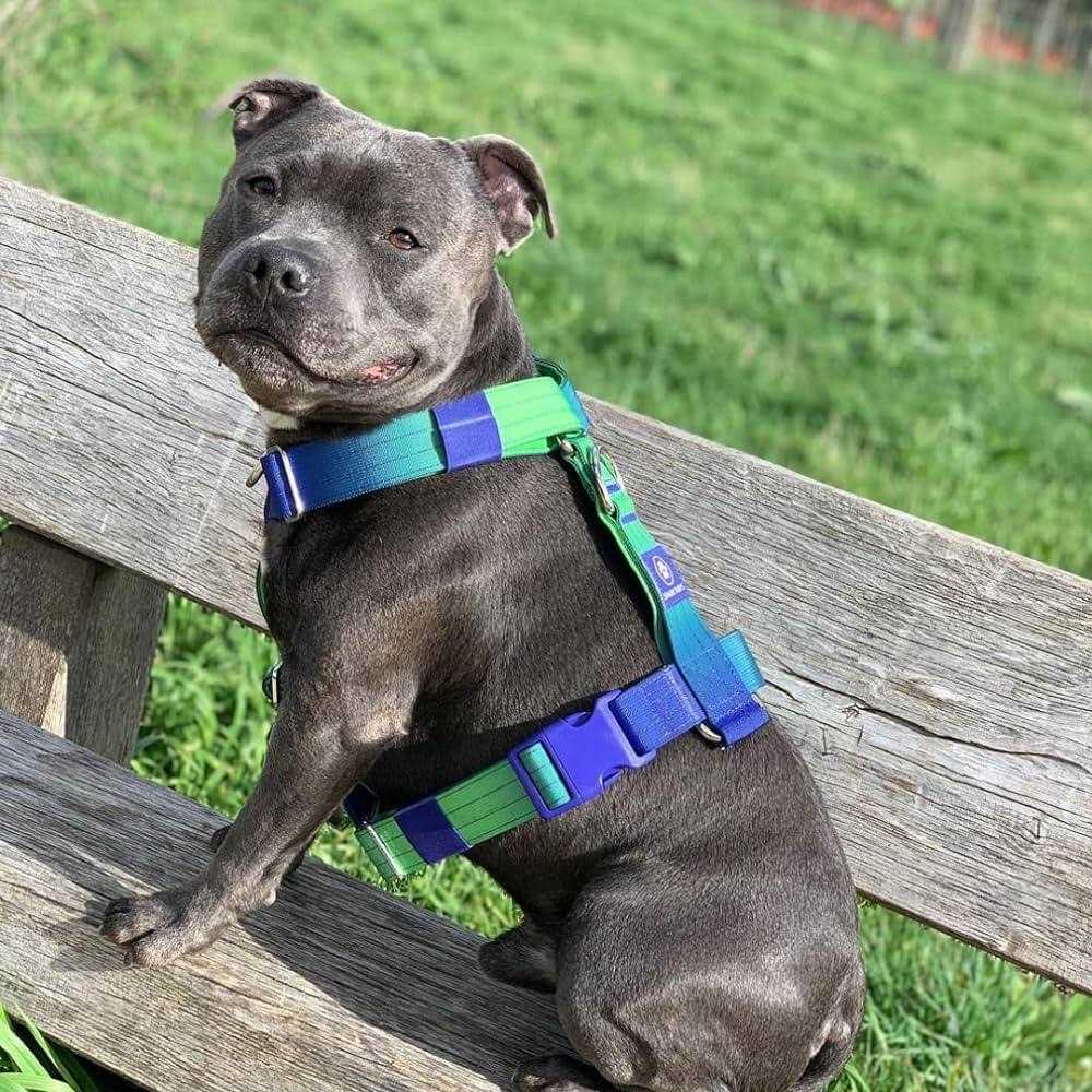 Spark Paws No-Pull Dog Harness Designed for Safety and Control - Nail Gallerys