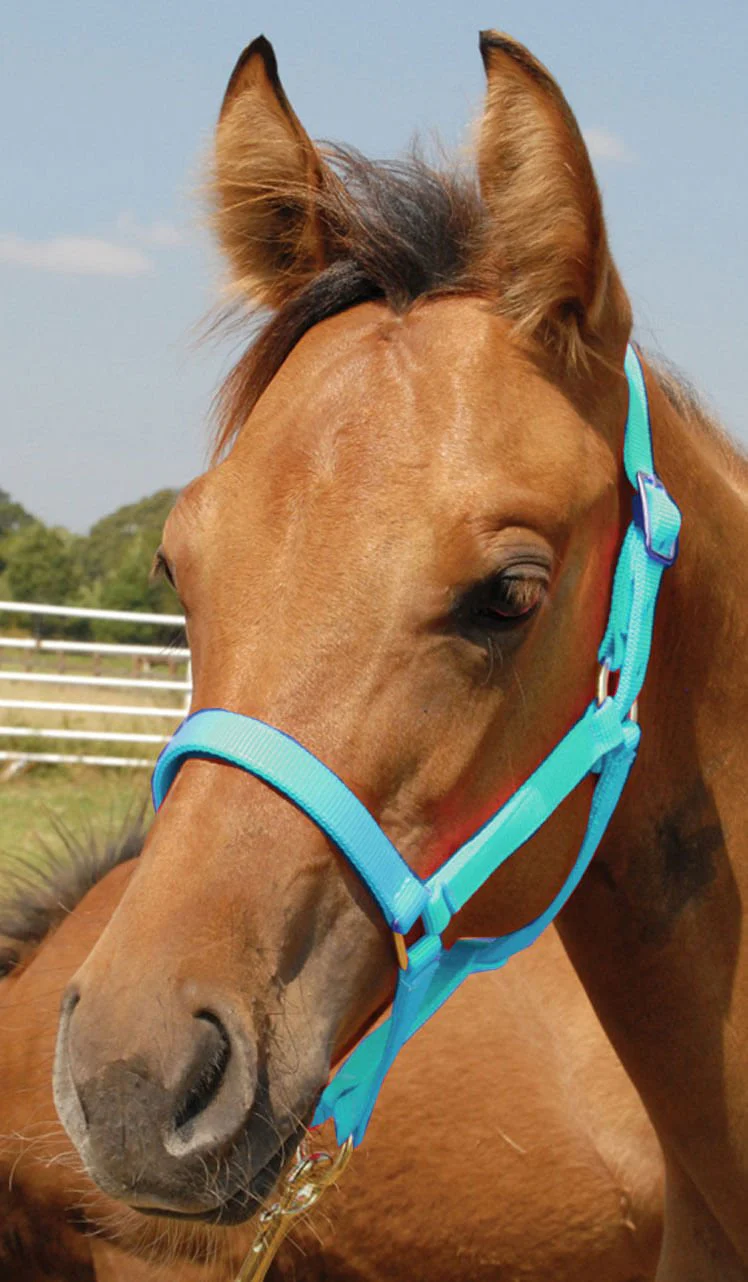 Nylon Foal & Pony Halter - Nail Gallerys