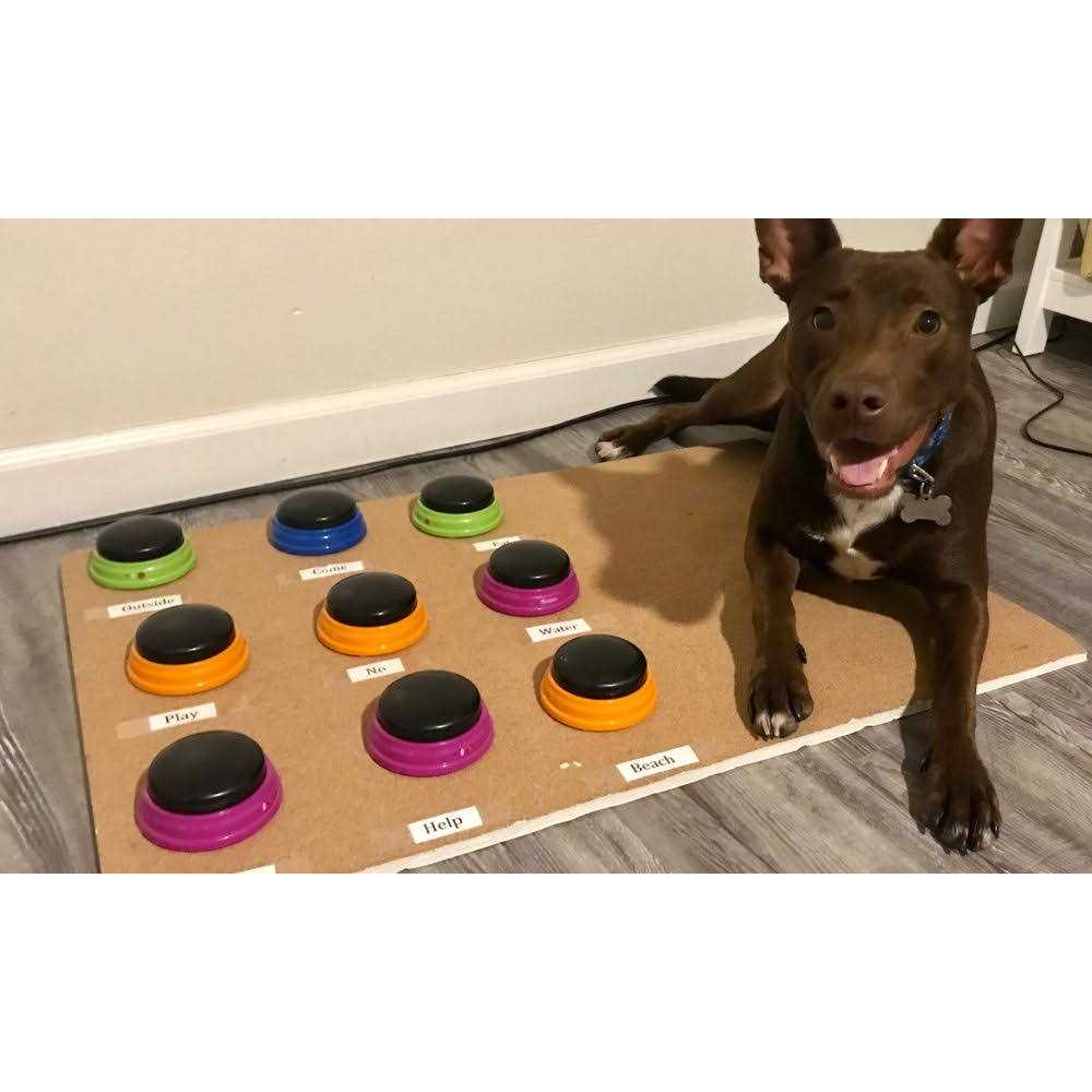 Hunger for Words Talking Pet Starter Set - Nail Gallerys