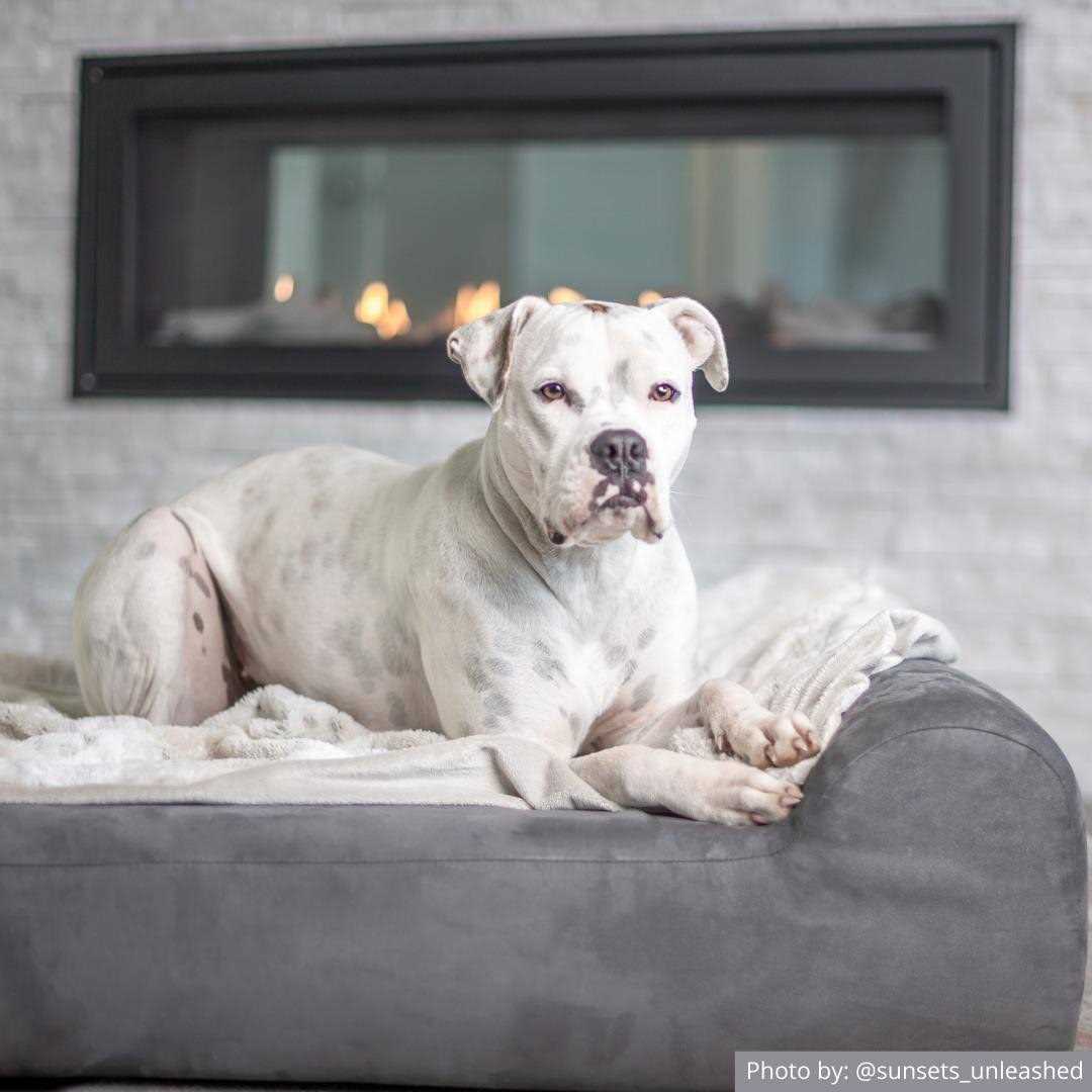 Big Barker Headrest Pillow Top Orthopedic Dog Bed - Nail Gallerys