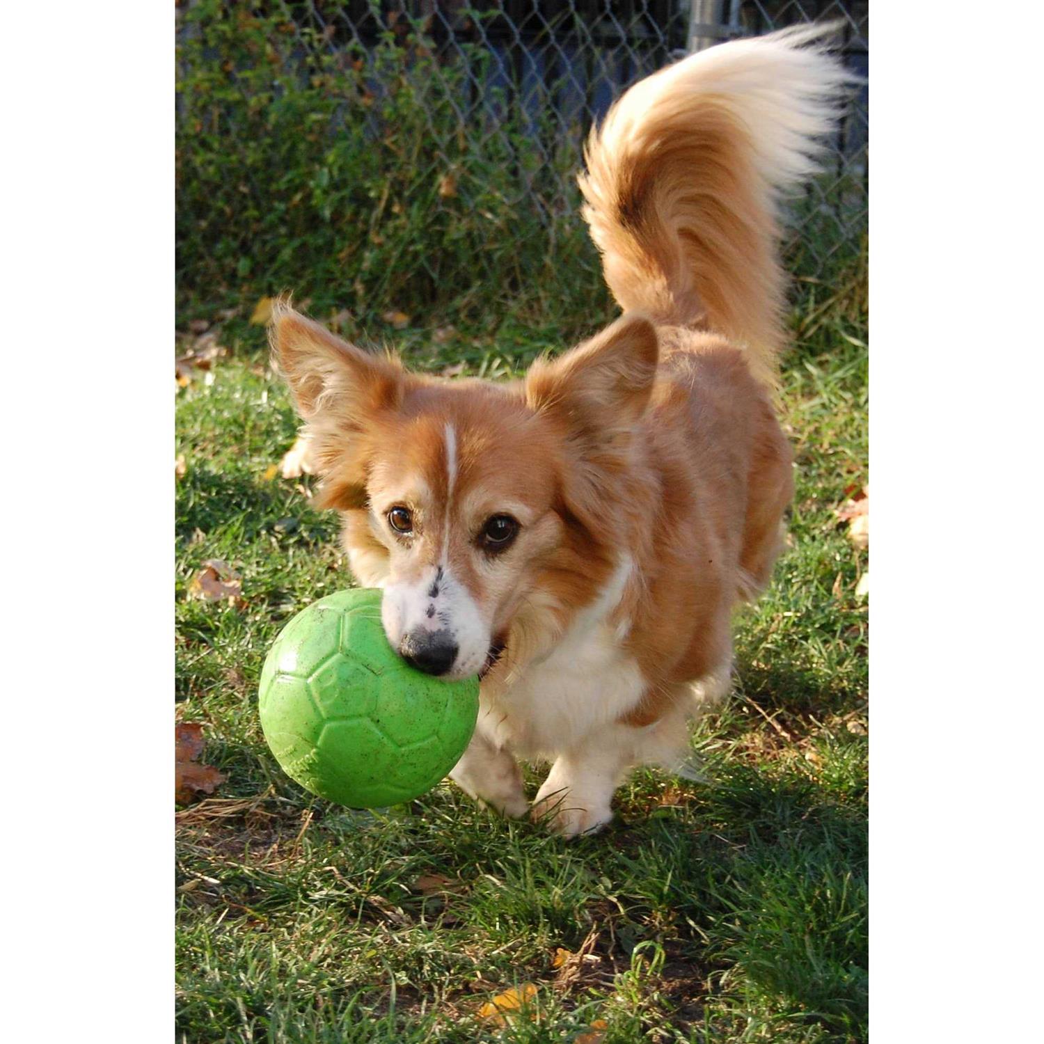 Jolly Pets Soccer Ball - Nail Gallerys