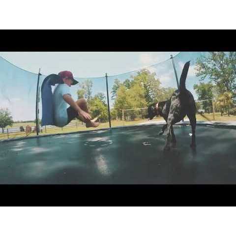 Wildology SWIM Dog Food Farm-Raised Salmon & Brown Rice Recipe - Nail Gallerys