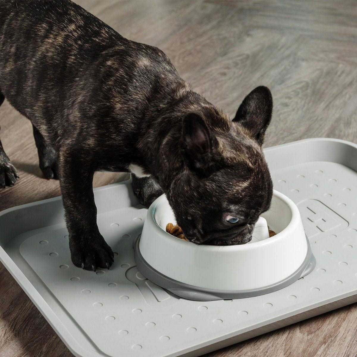 IRIS USA Slow Feeding Bowl for Short Snouted Pets - Nail Gallerys