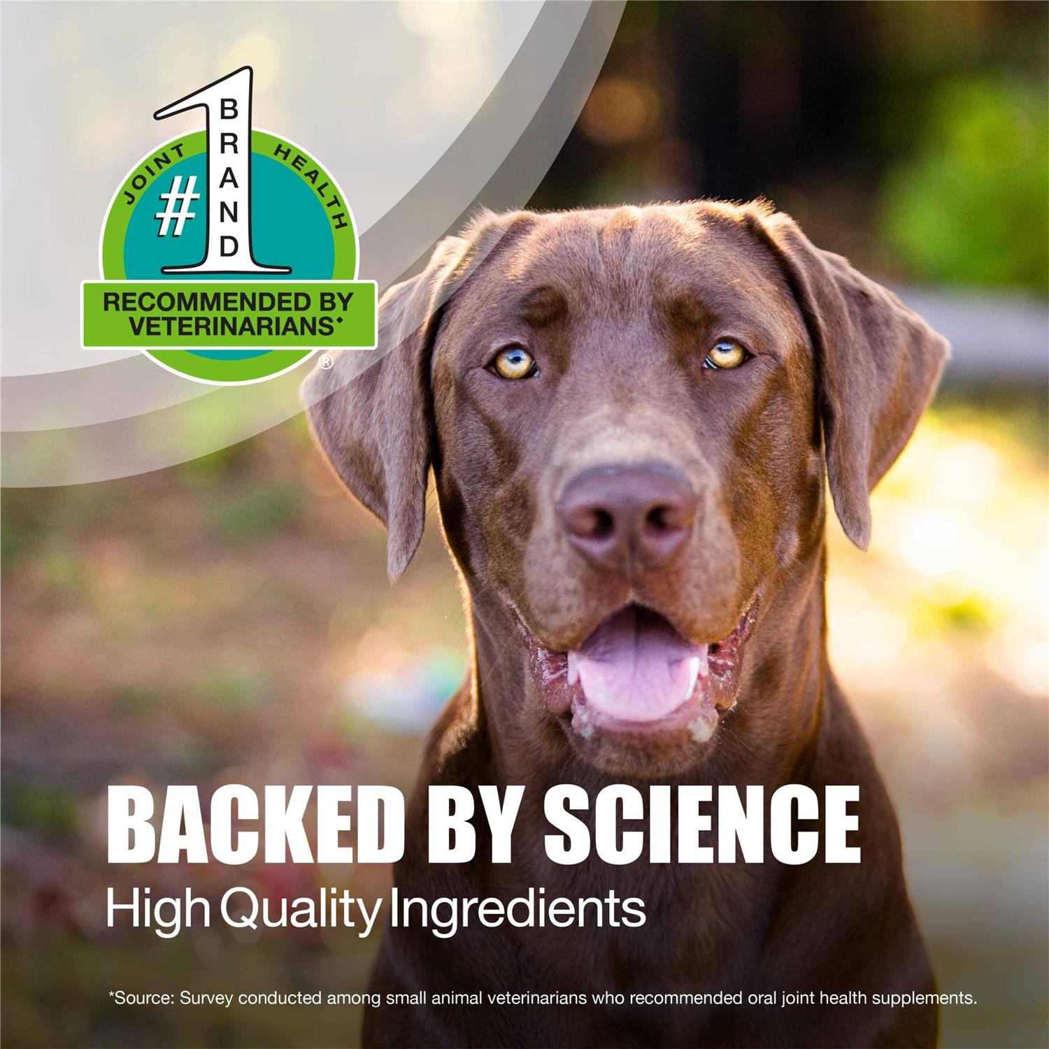 Nutramax Dasuquin Joint Health Supplement for Large Dogs Soft Chews - Nail Gallerys