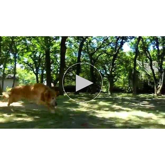 CHUCKIT! ULTRA BALL - Nail Gallerys