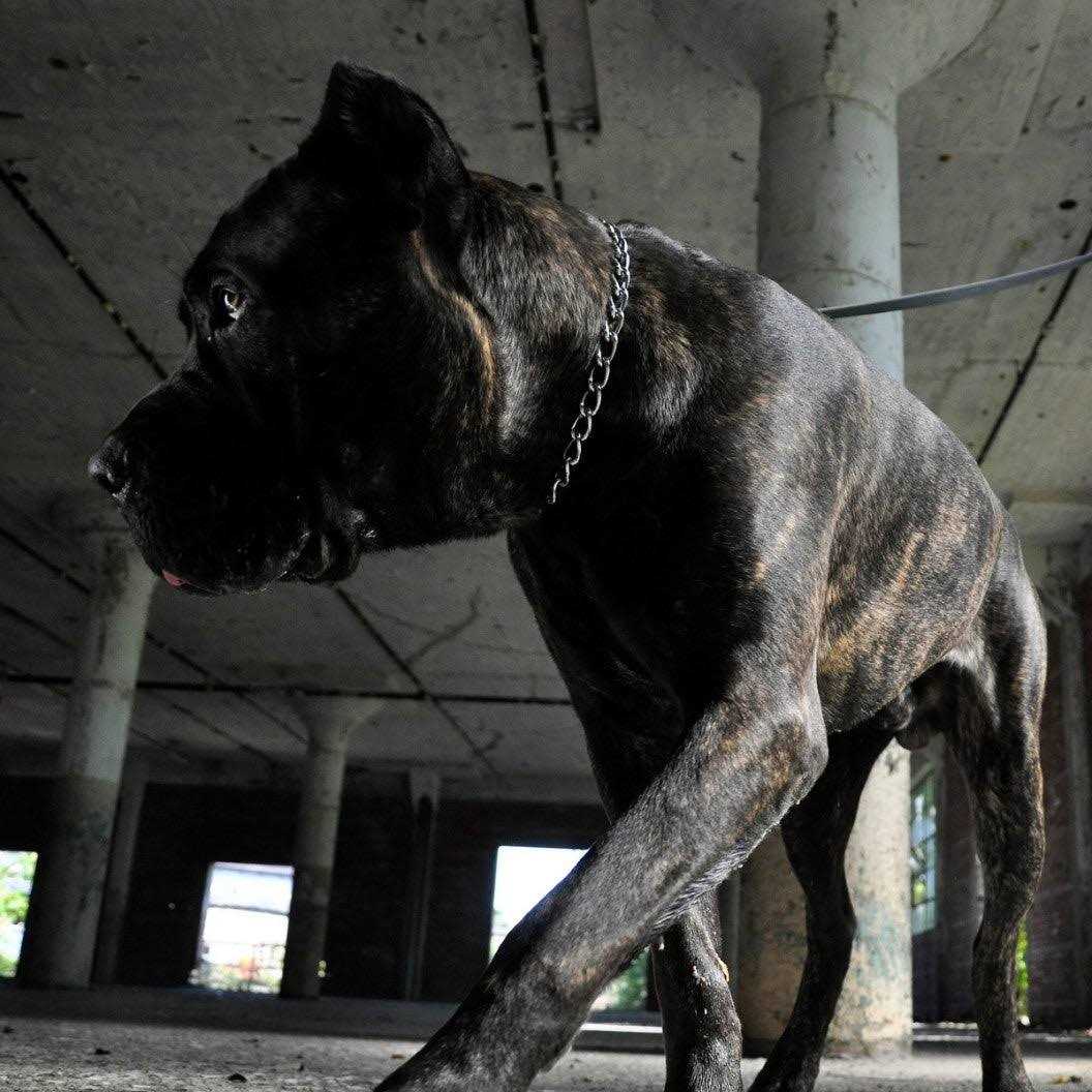 Coastal Pet Herm Sprenger Steel Choke Dog Collar 2.5mm - Nail Gallerys