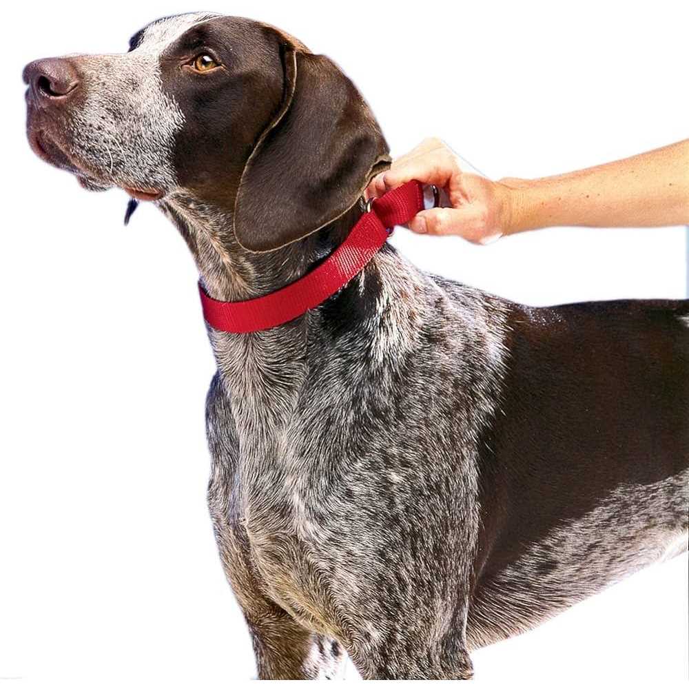 PetSafe Martingale Collar Quick Snap - Nail Gallerys