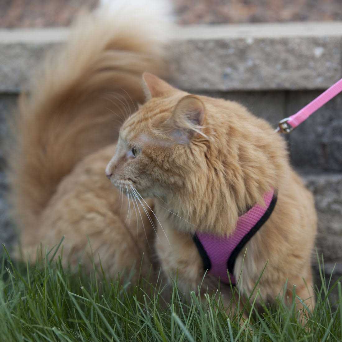 Comfort Soft Adjustable Cat Harness with 6′ Leash - Nail Gallerys