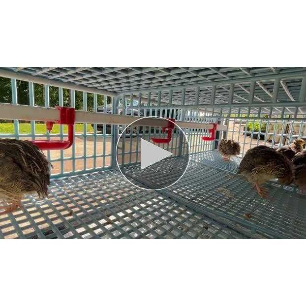 Quail Cage 2 Section Jumbo Quail Cimuka - Nail Gallerys