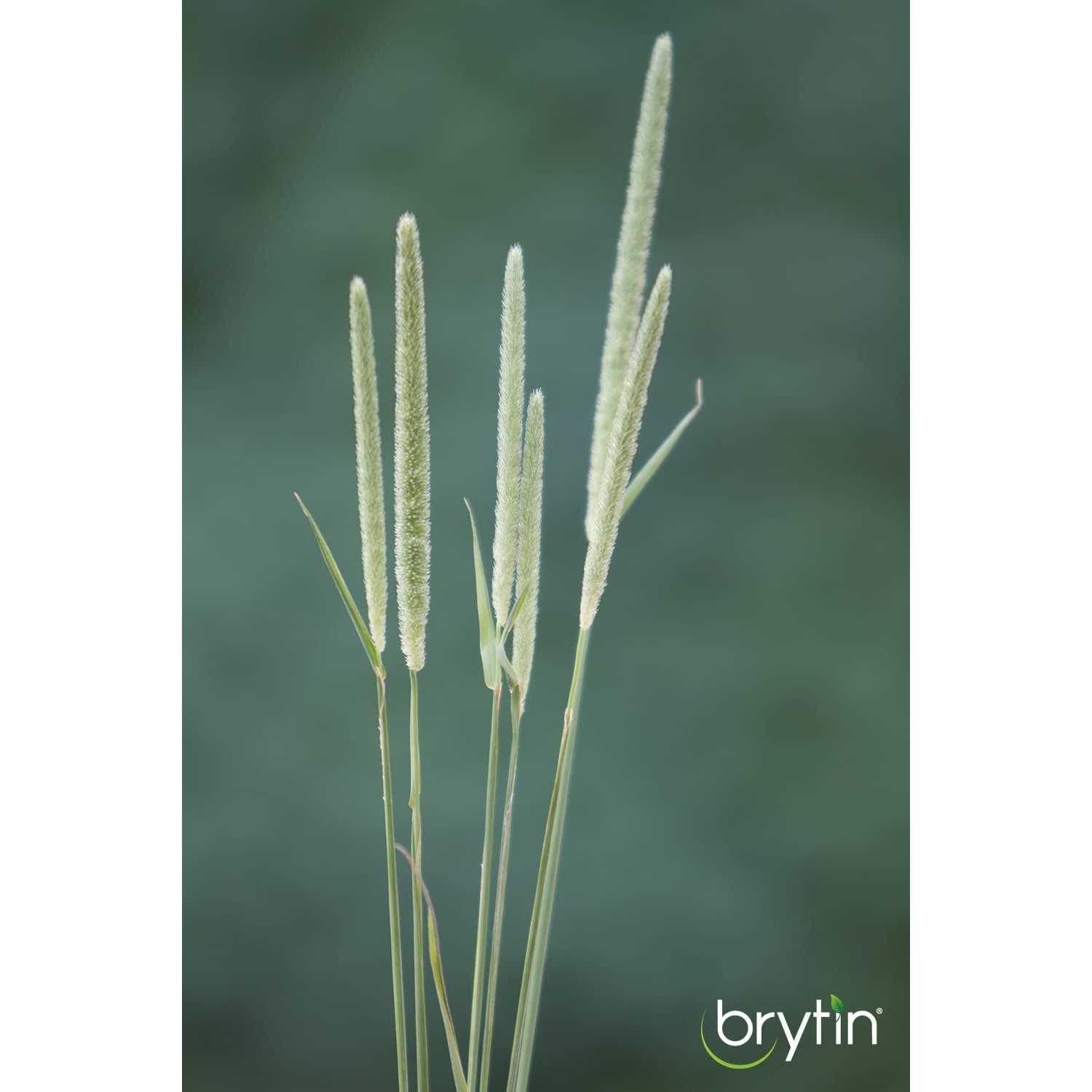 Brytin 1st Cutting All-Natural Western Timothy Hay Chinchilla Food - Nail Gallerys