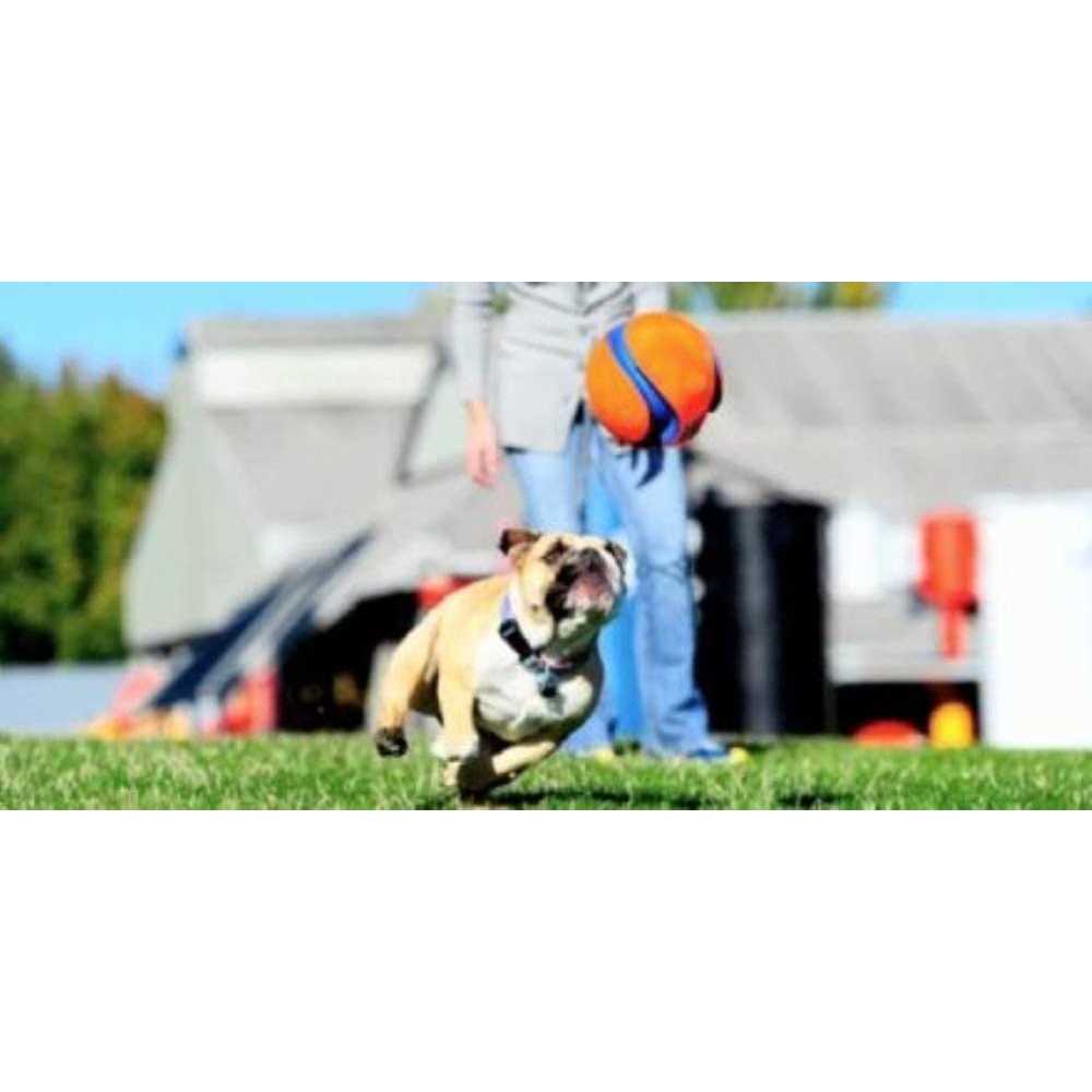 Chuckit! Kick Fetch Ball Dog Toy - Nail Gallerys