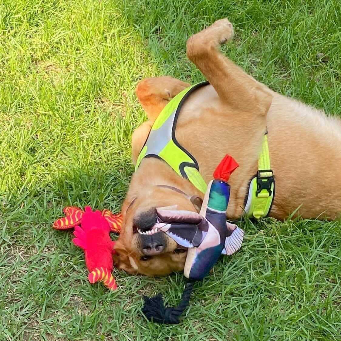 Spunky Pup Fly & Fetch Duck Dog Toy - Nail Gallerys