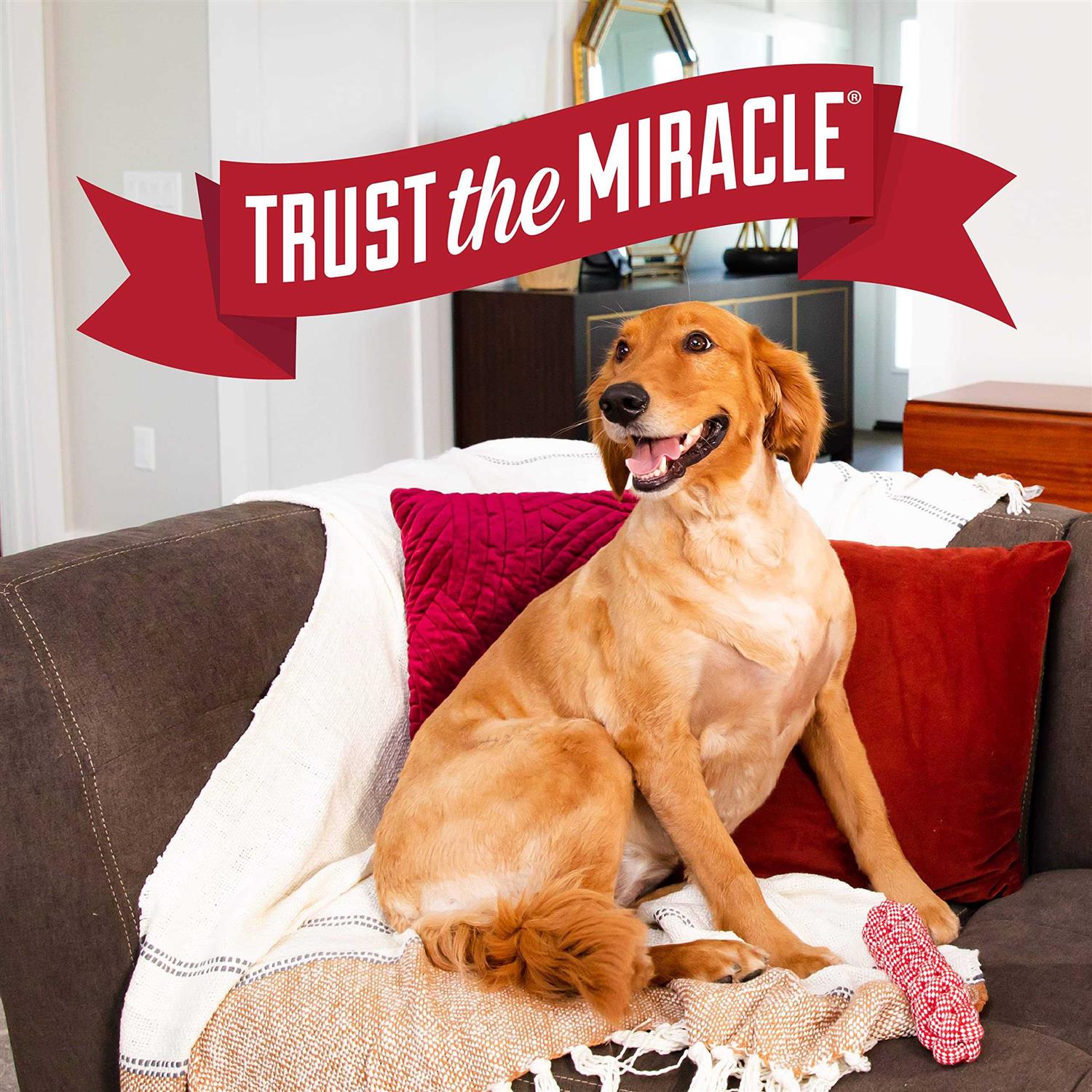 Nature’s Miracle Advanced Platinum Puppy Potty Training Spray - Nail Gallerys