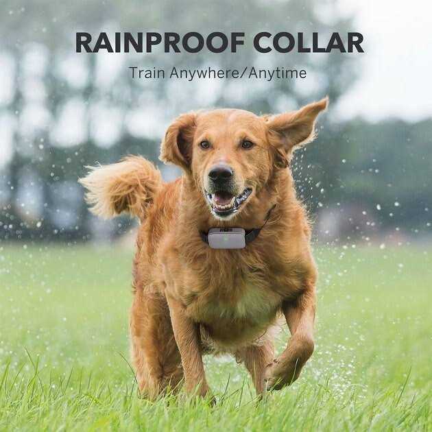 DogCare EC11 Dog Training System - Nail Gallerys