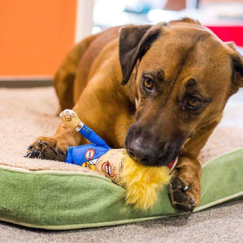 Fuzzu Donald Parody Dog Toy - Nail Gallerys